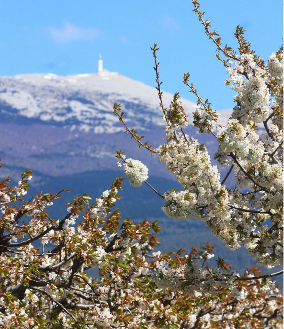 Oog in oog met "mijn Mont Ventoux"