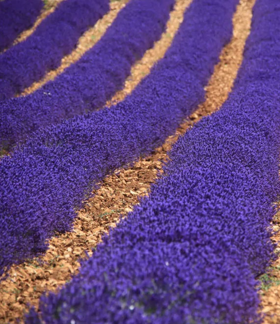 De lavendel, Luberon 