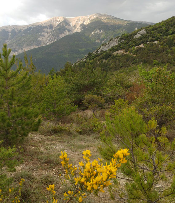 mont Ventoux