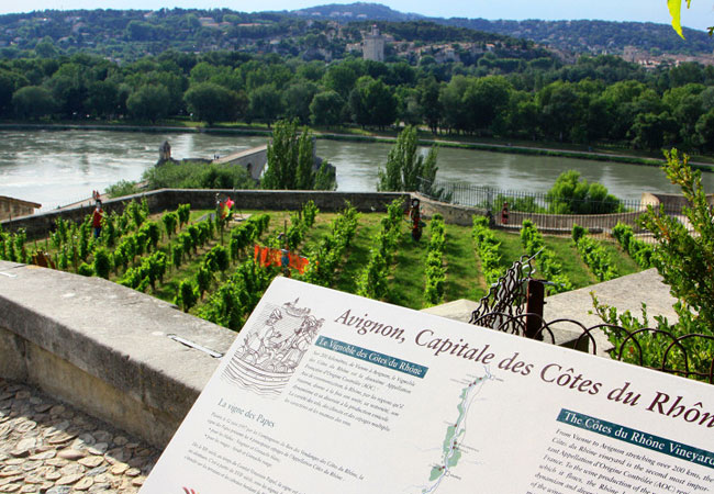 Avignon wijnstokken